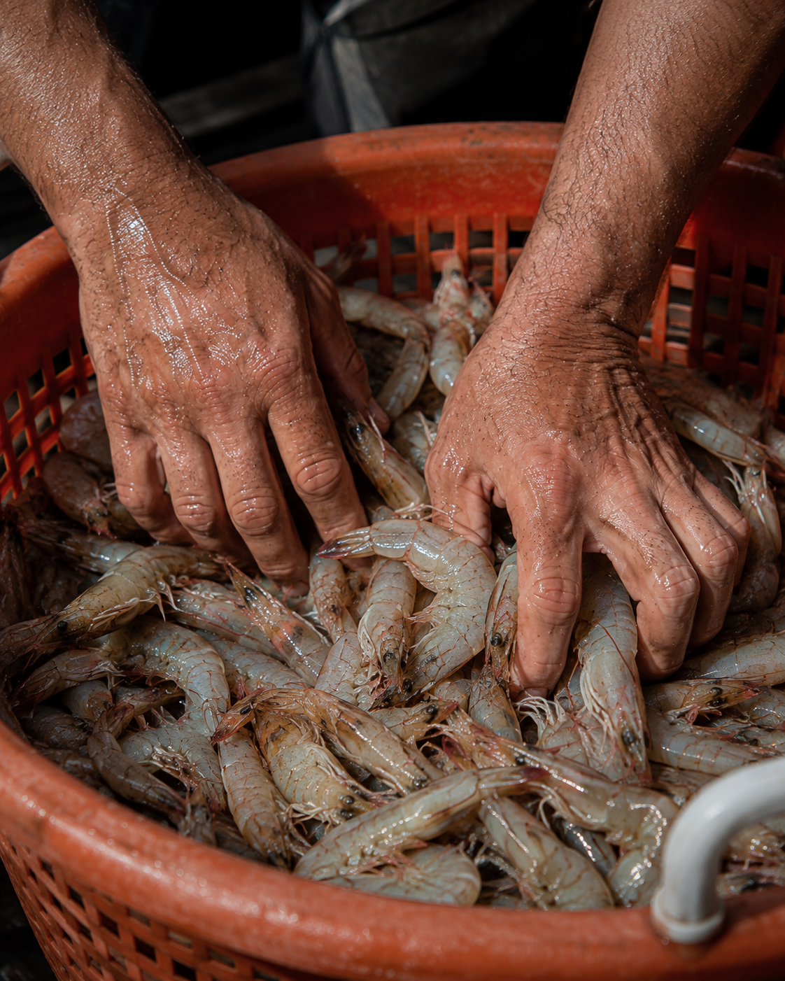Hands sorting raw shrimp in a basket