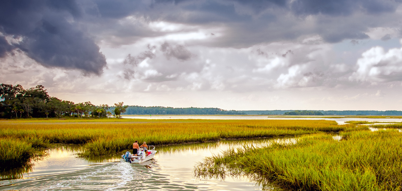 Golden marsh