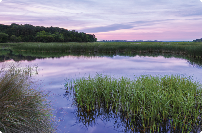 Marsh at low tide